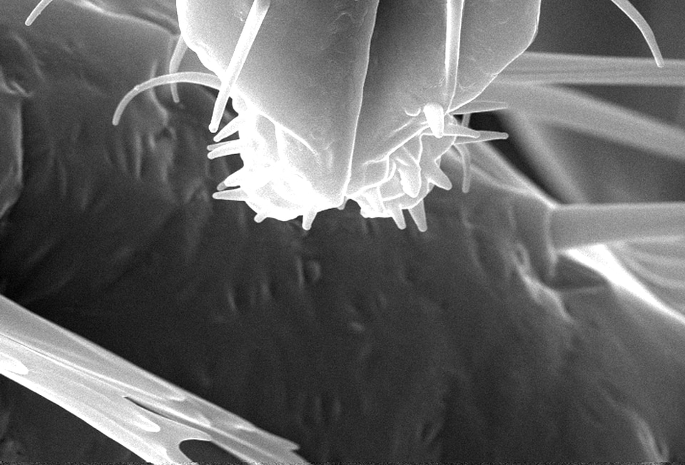 Bedbug chief electron