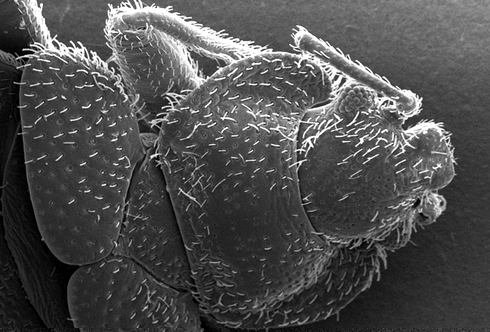 Bedbug morphology surface