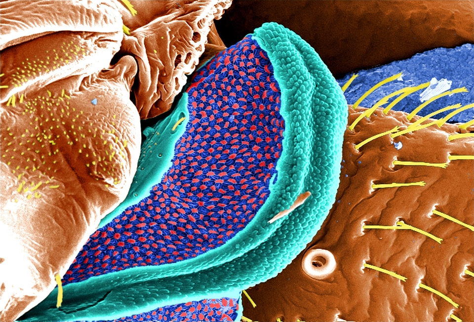 Blood blood meal grazing
