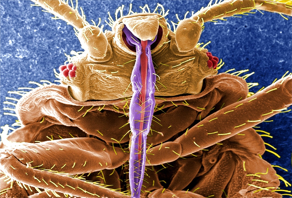 Blood blood meal bug