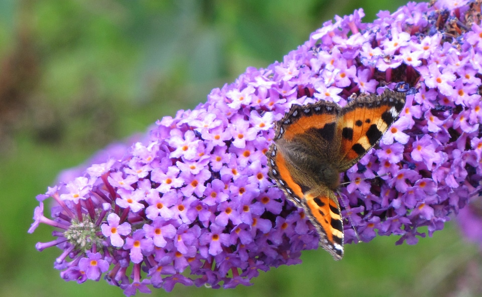 Blossom bloom lilac