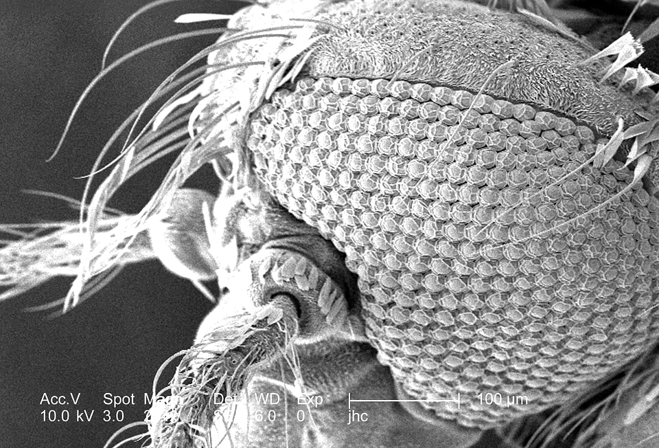 Chef compound compound eye