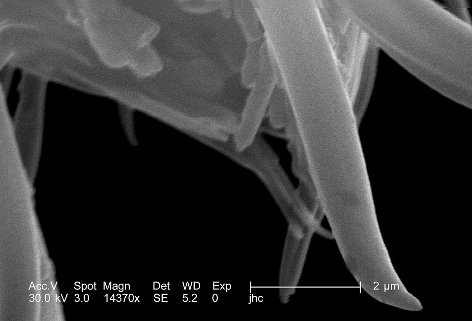 Mosquito  