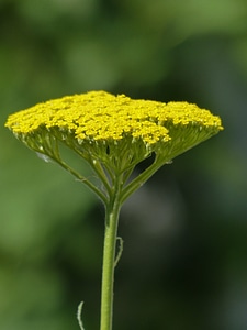Bloom yellow achillea filipendulina