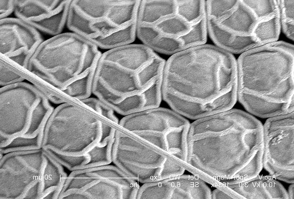 Compound compound eye eye