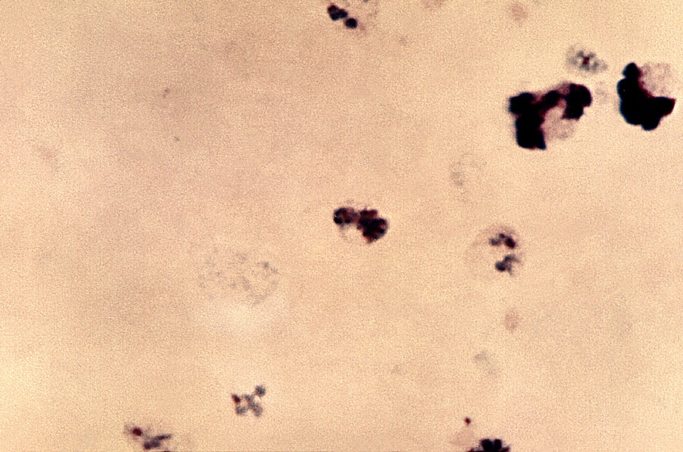 Genus member plasmodium