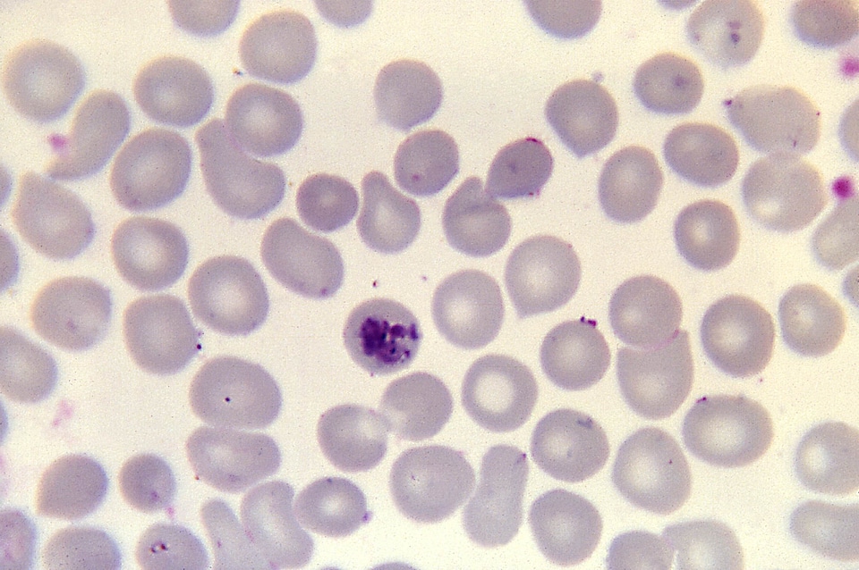 Microscope plasmodium specie