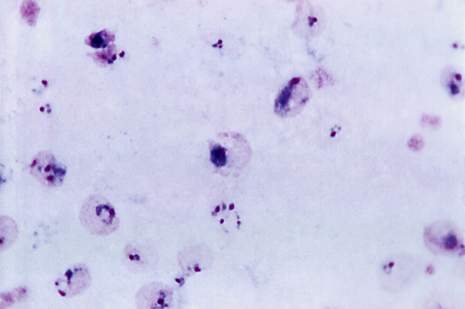 Normal oval plasmodium