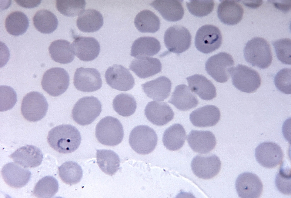 Chromatin film form