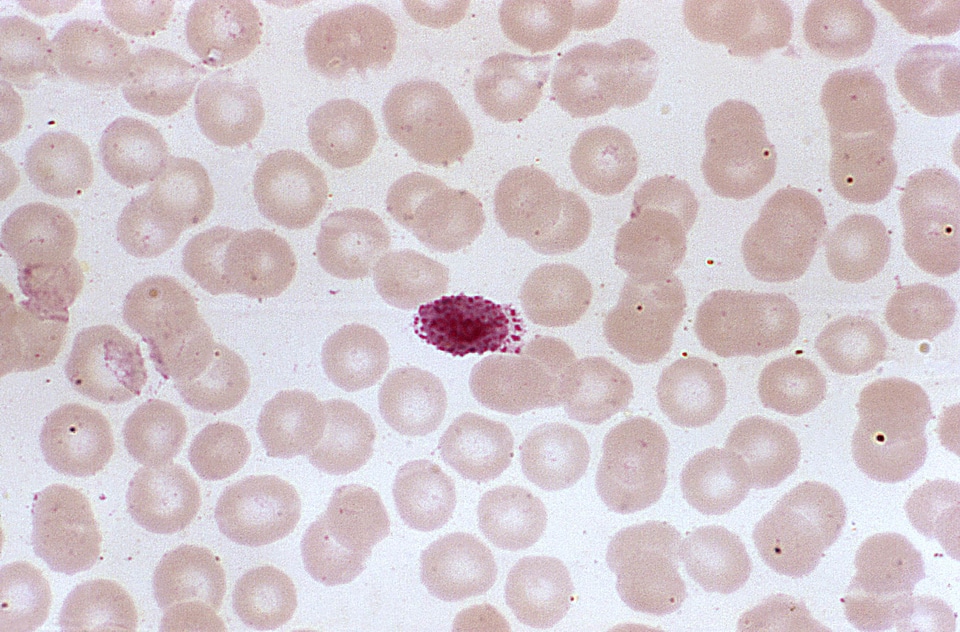 Blood blood cell cell