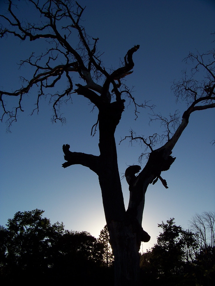 Sunset tree organic