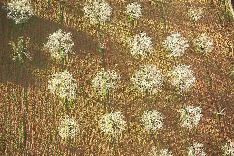 Landscape aerial view trees