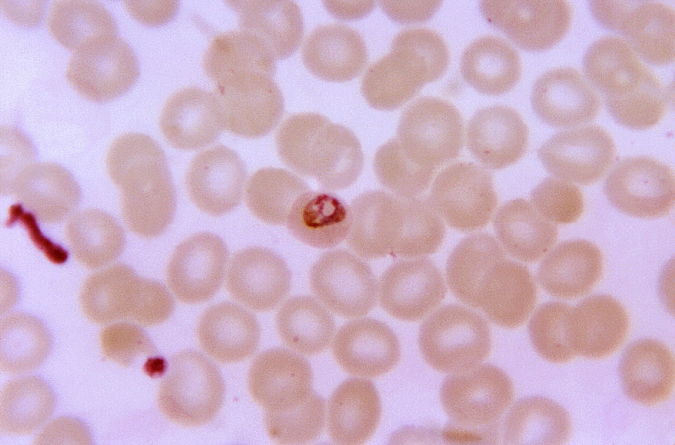 Crescent plasmodium trophozoite