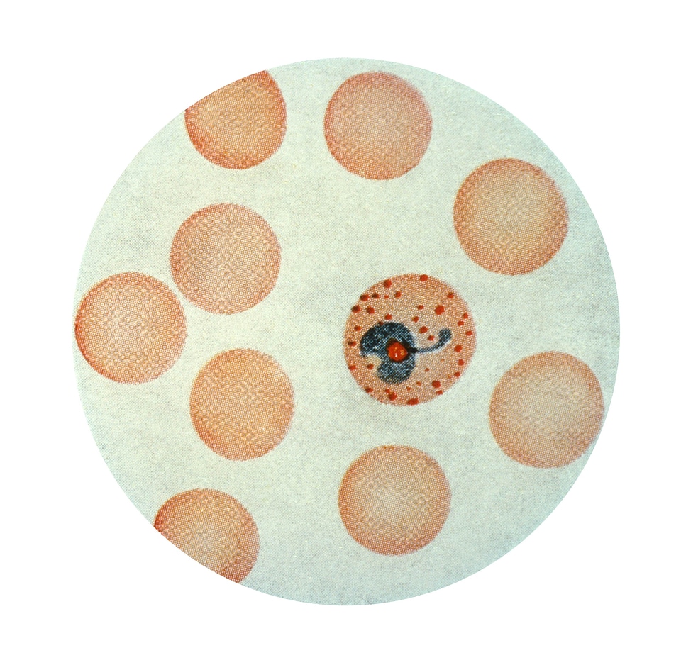 Plasmodium stage trophozoite