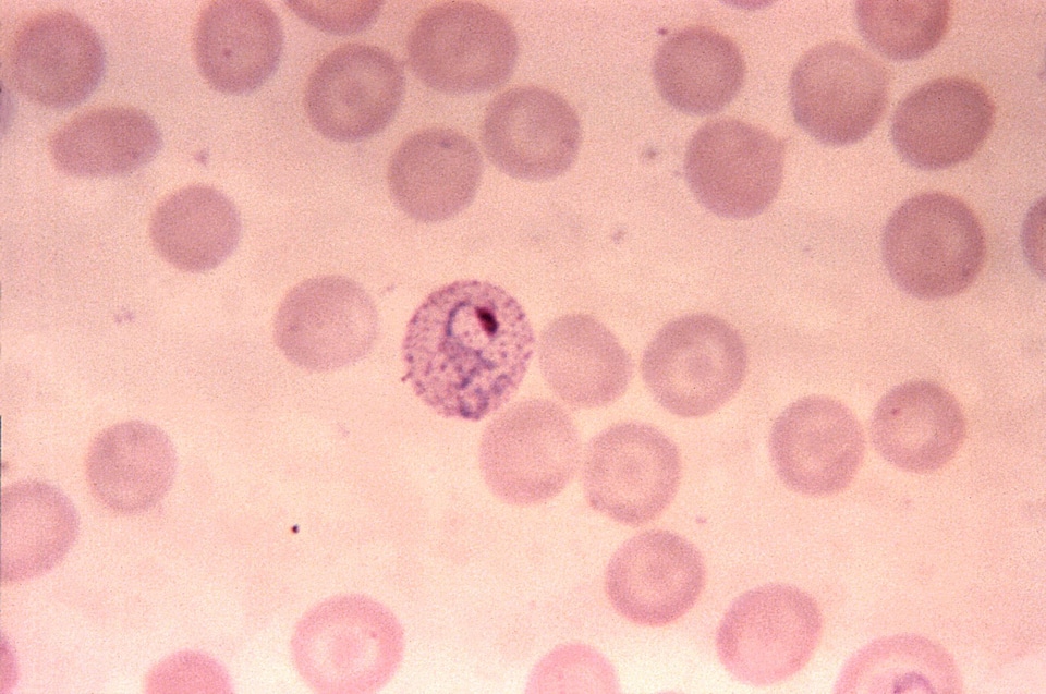 Blood plasmodium trophozoite