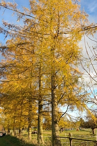 Larix decidua fall color yellow photo