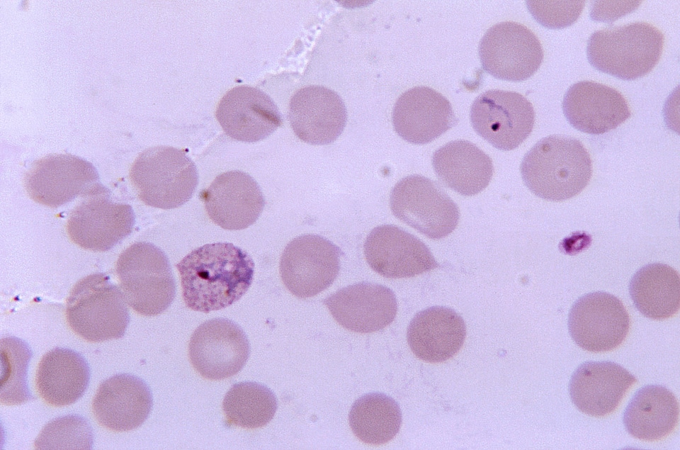 Crescent trophozoite 