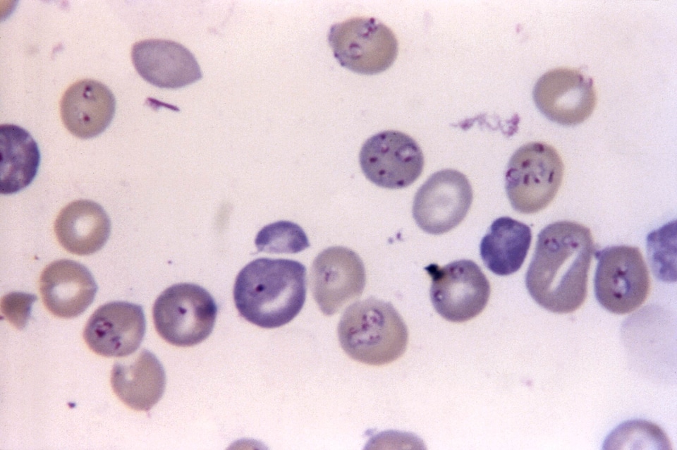 Genus malaria protozoan