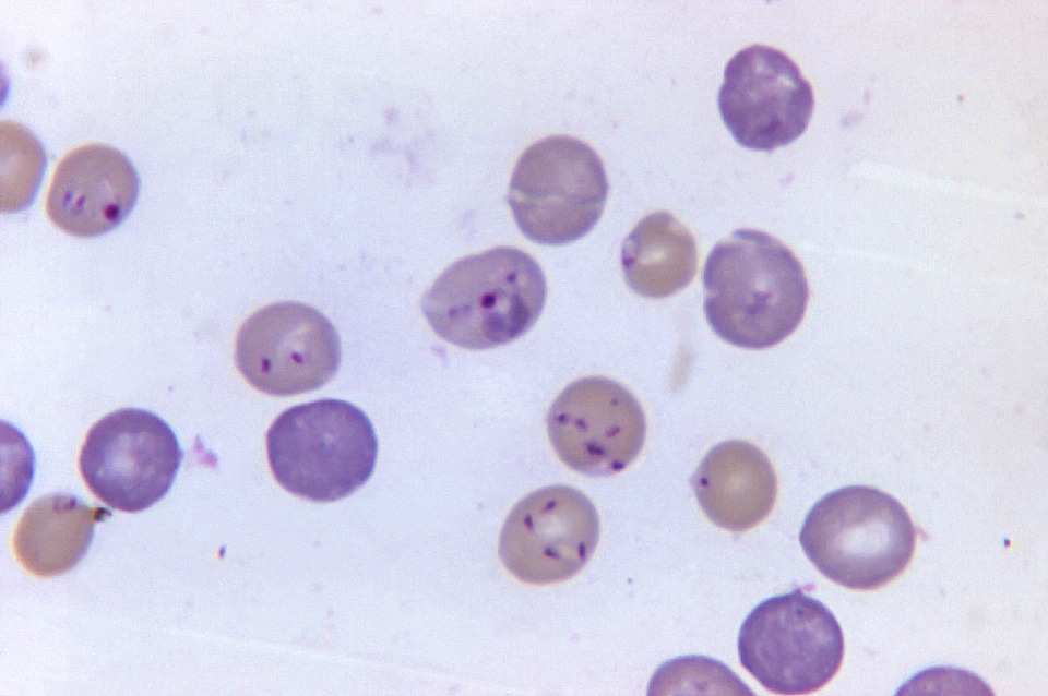 Blood hamster plasmodium