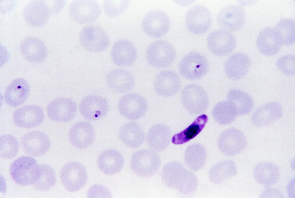 Blood blood meal female