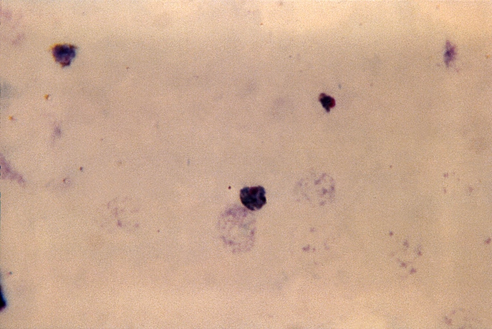 Film plasmodium trophozoite
