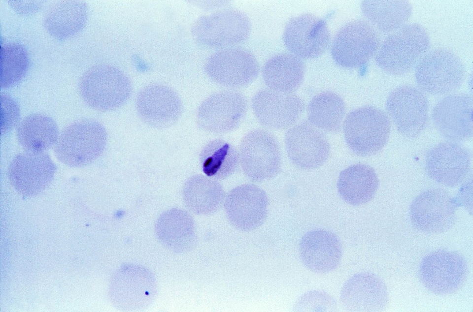 Crescent film plasmodium