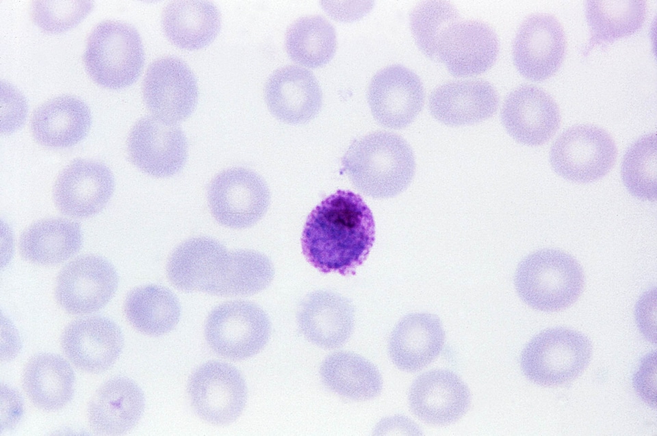 Magnitude morphology parasit