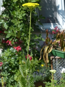 Bloom yellow achillea filipendulina photo