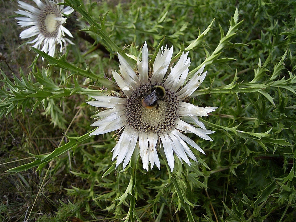 Insect close up nature bloom plant