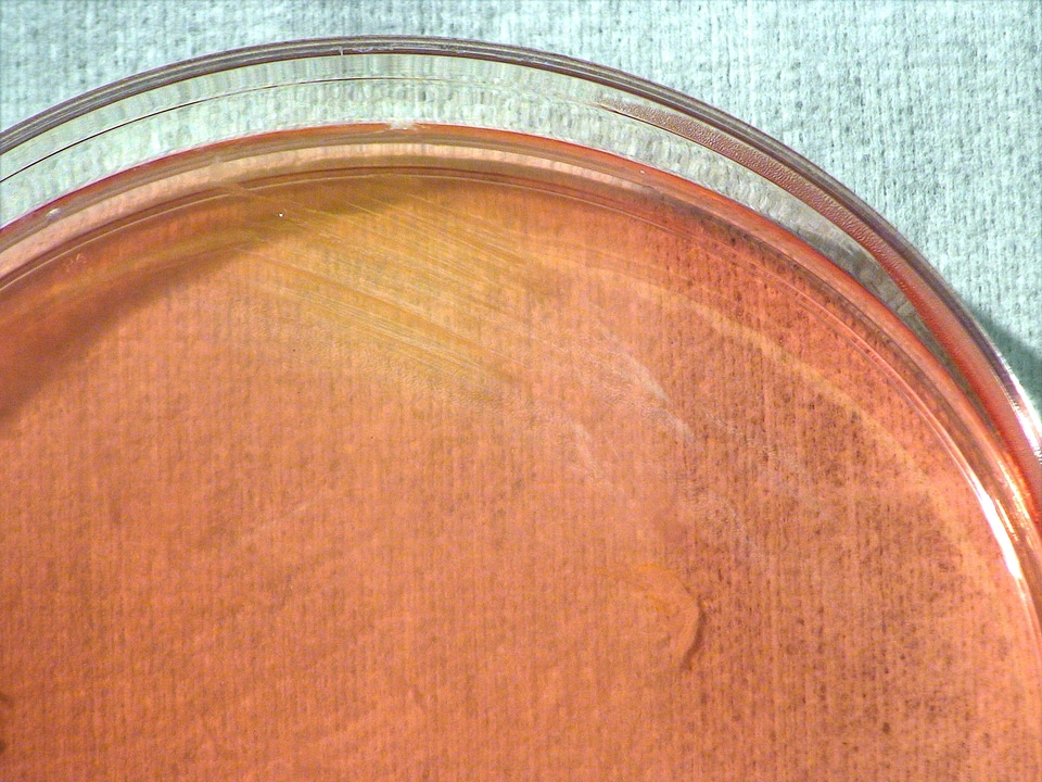 Bacteria gram means
