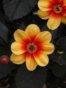 Nature garden macro