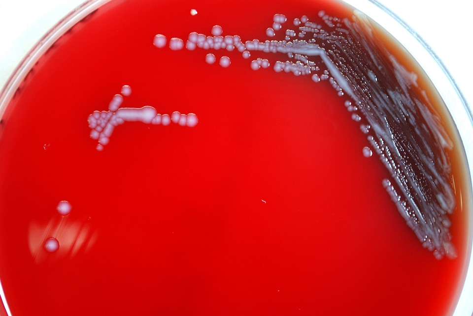 Family group microbiologist