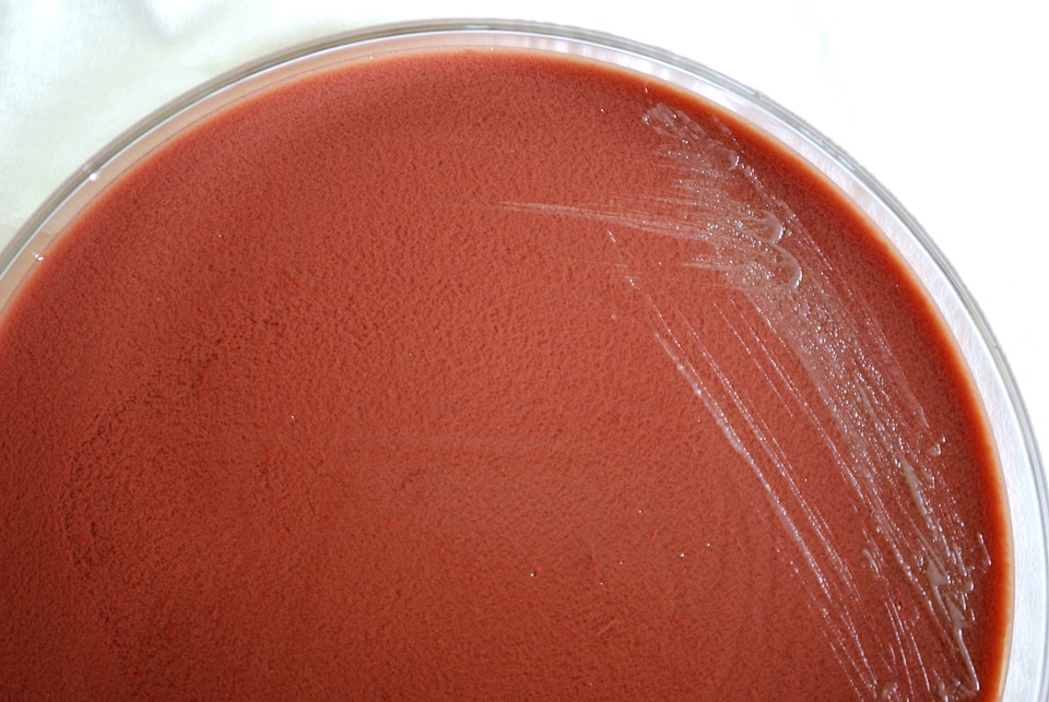 Bacteria celsius petri dish