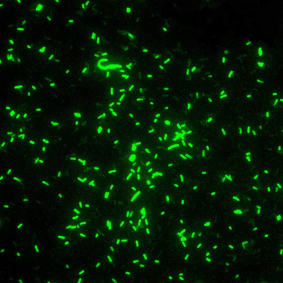 Affinity antigen application