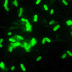 Antibody magnification scrub