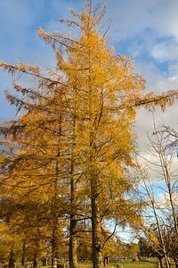 Larix decidua fall color yellow photo
