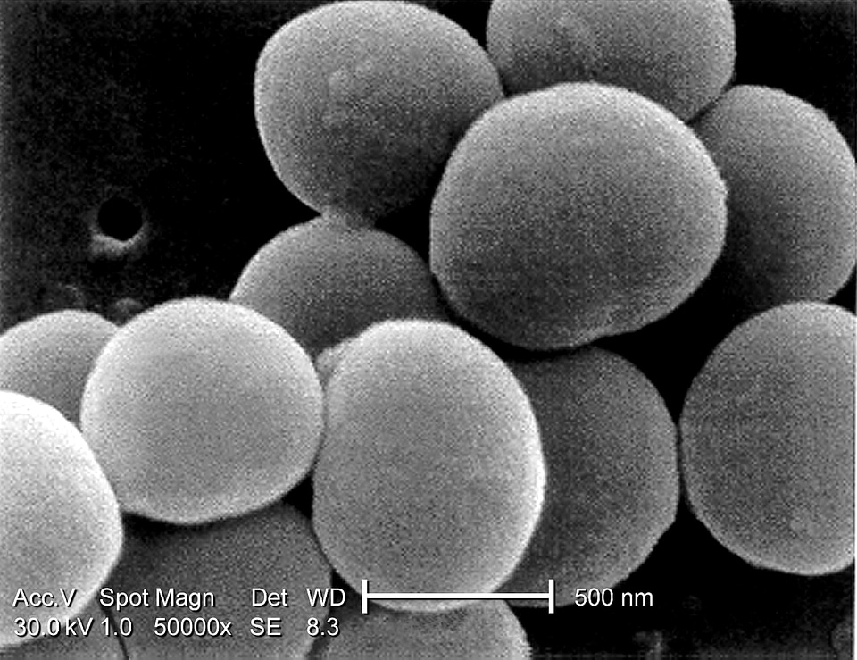 Bacteria magnification viola