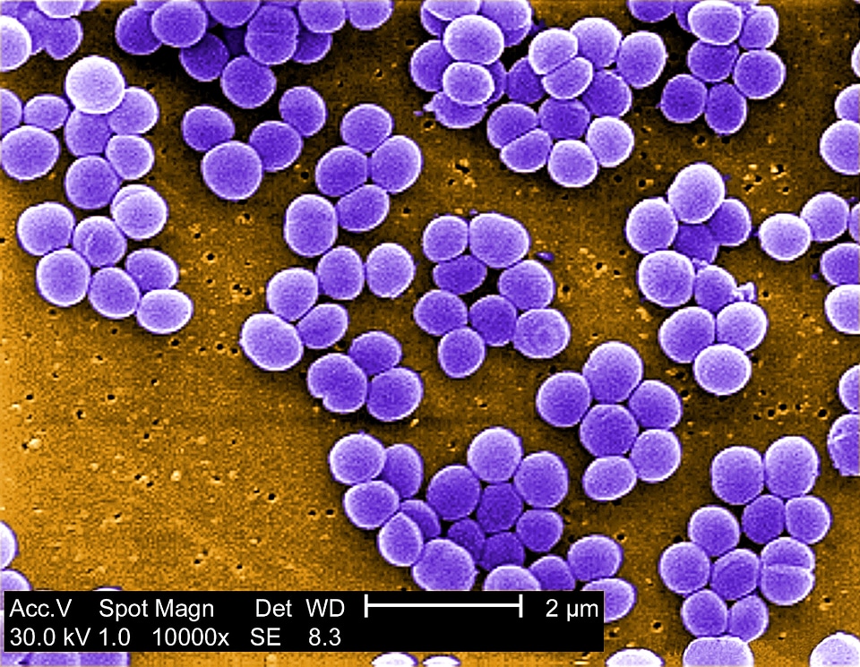 Bacteria culture intermediate