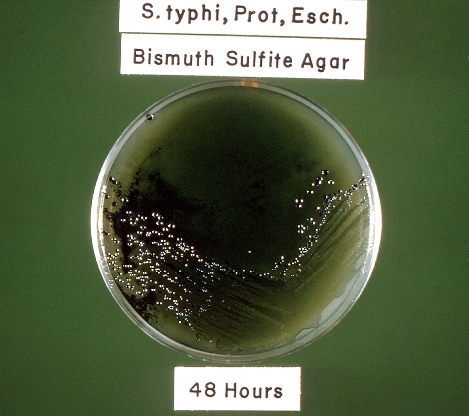 Bacteria bismuth incubation