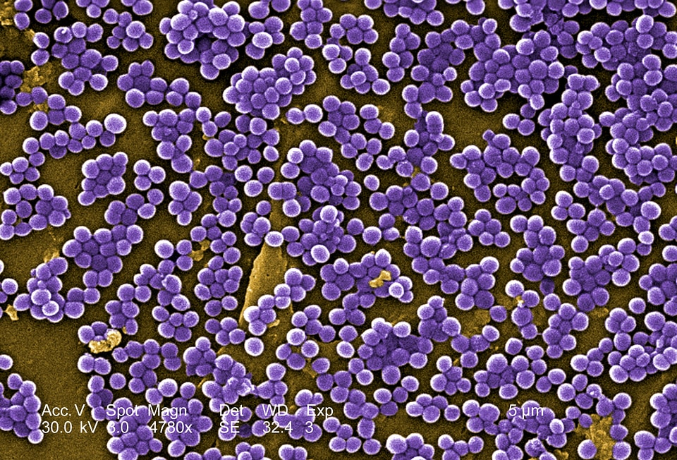 Methicillin  