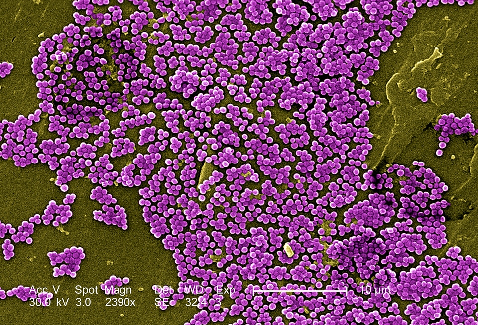 Acronym bacteria methicillin