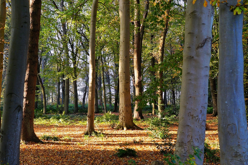 Autumn sunlight landscape
