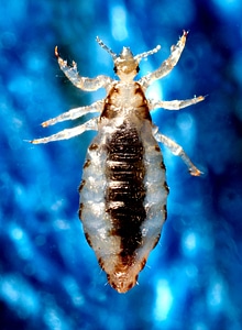 Abdominal genus region