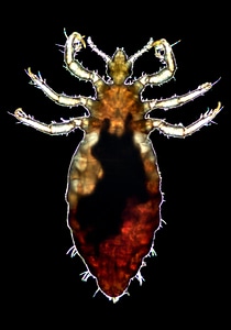 Exterior genus morphologic