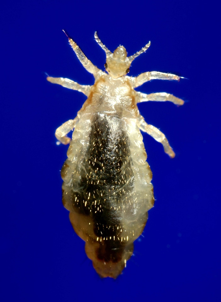 Abdominal exterior genus