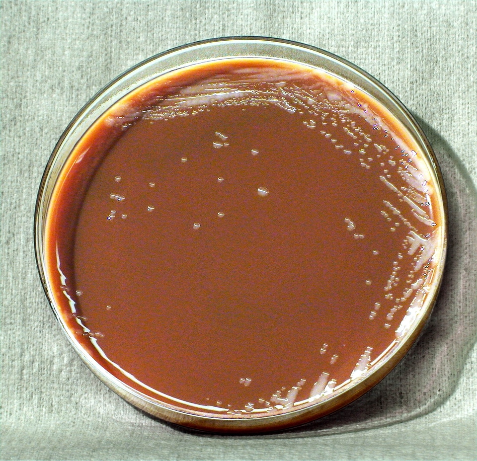Bacteria close close-up