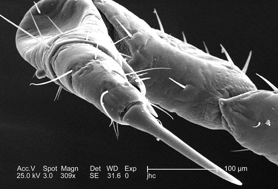 Body female foreleg