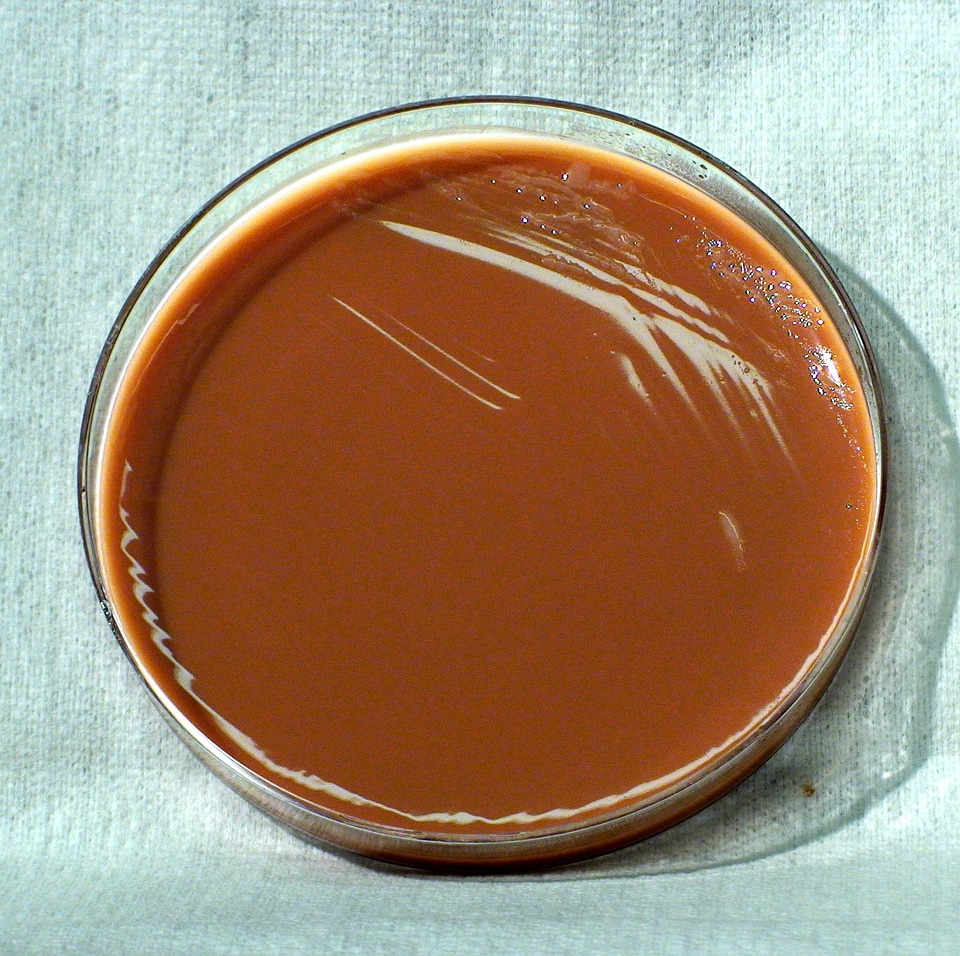 Bacteria colon colonial
