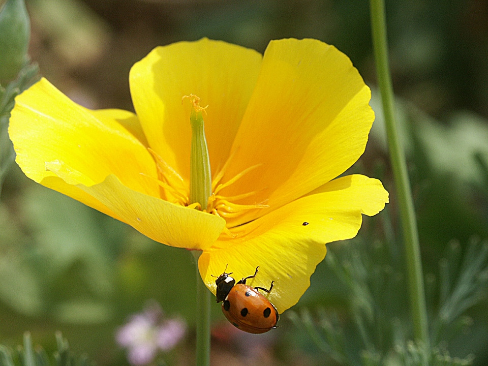 Plants nature ladybug