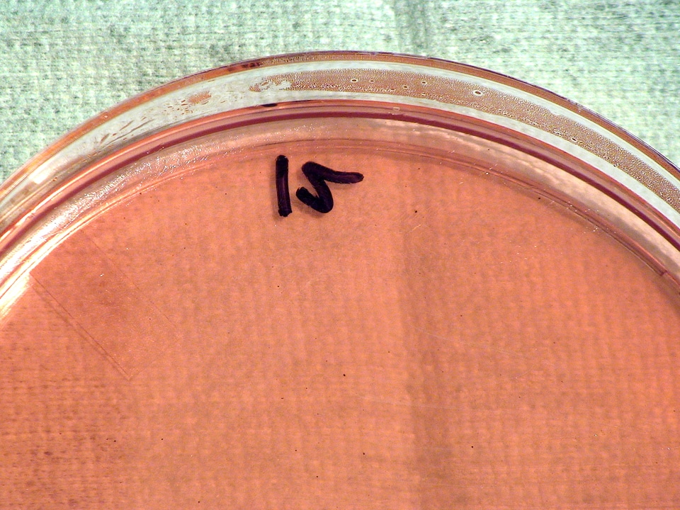 Bacteria gram means